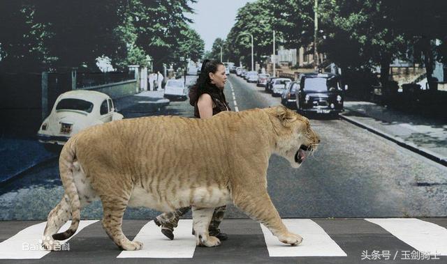 世界上最无畏惧的动物人称平头哥,世界十大凶猛动物平头哥