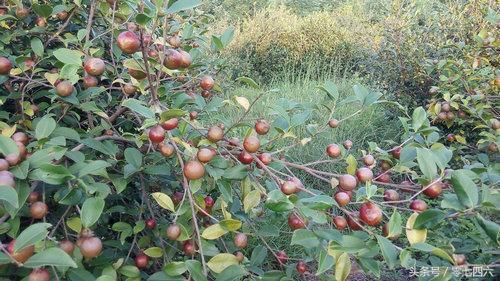 湖南好吃的特产永州祁阳,湖南永州祁阳冷粑做法