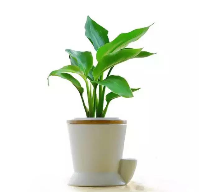 姘村煿鐜夋爲妞嶇墿,鐩嗘牻鐨勯搧鏍戝彲浠ユ按鍩瑰悧