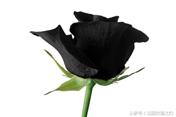 玫瑰的花语取名,玫瑰的花语100句