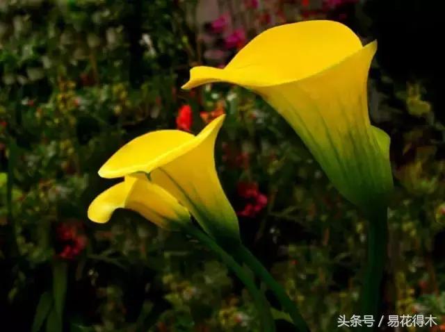 如何才能让马蹄莲复花,马蹄莲什么时候休眠什么时候开花