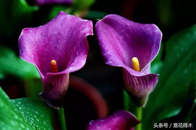 如何才能让马蹄莲复花,马蹄莲什么时候休眠什么时候开花