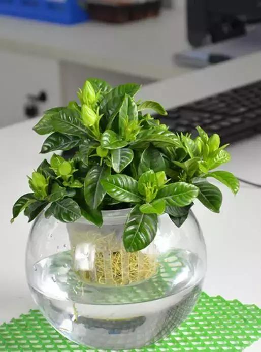 姘村煿鐜夋爲妞嶇墿,鐩嗘牻鐨勯搧鏍戝彲浠ユ按鍩瑰悧