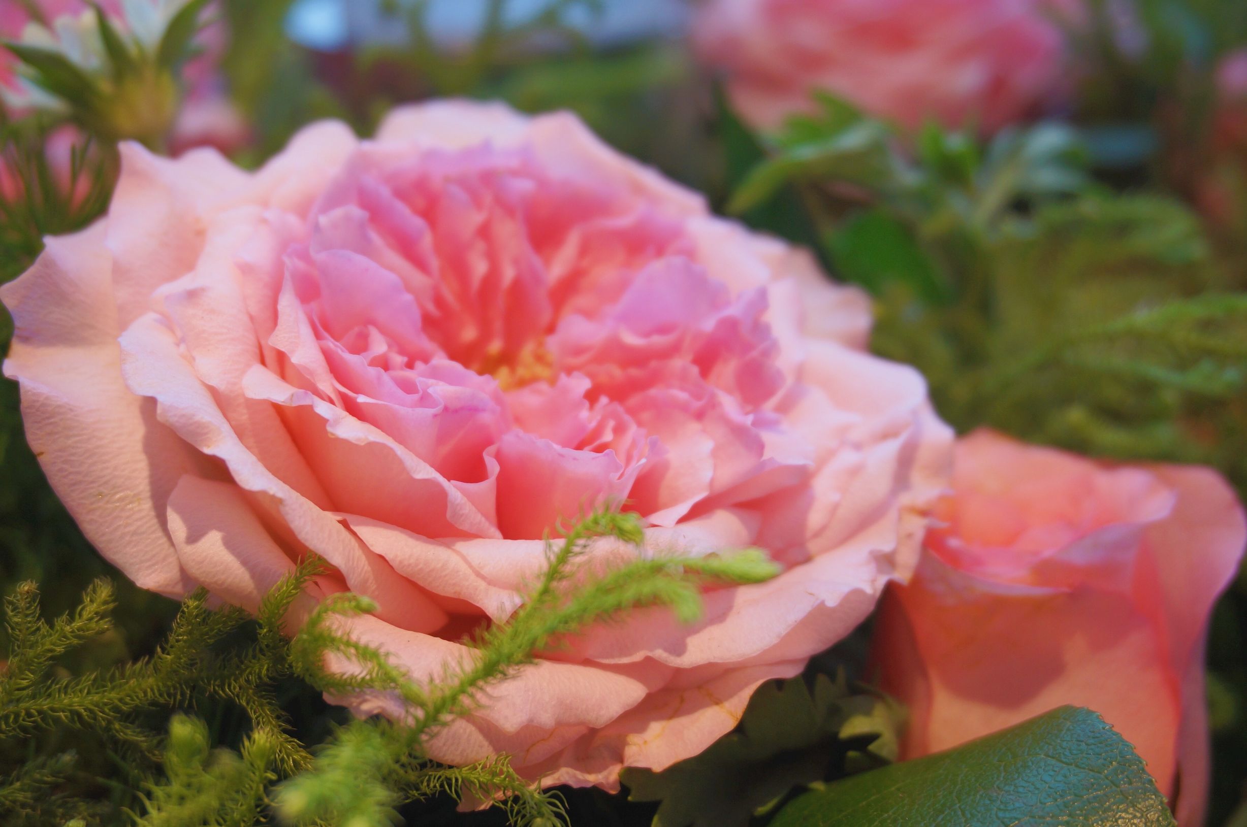 chantecaille香缇卡小样,chantecaille香缇卡香氛系列