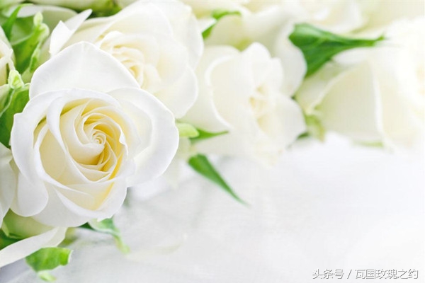 玫瑰的花语取名,玫瑰的花语100句