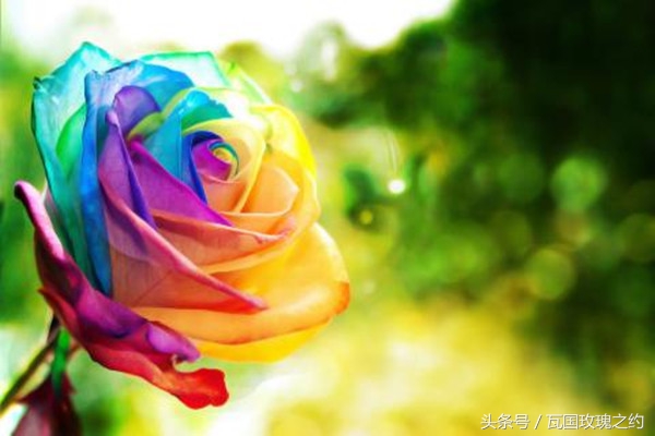 玫瑰的花语取名,玫瑰的花语100句