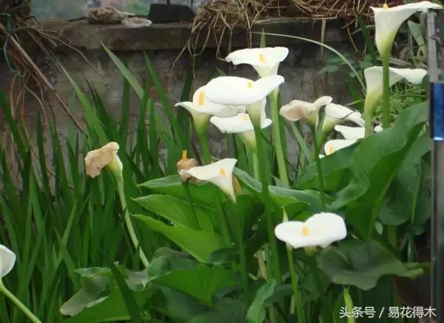 如何才能让马蹄莲复花,马蹄莲什么时候休眠什么时候开花