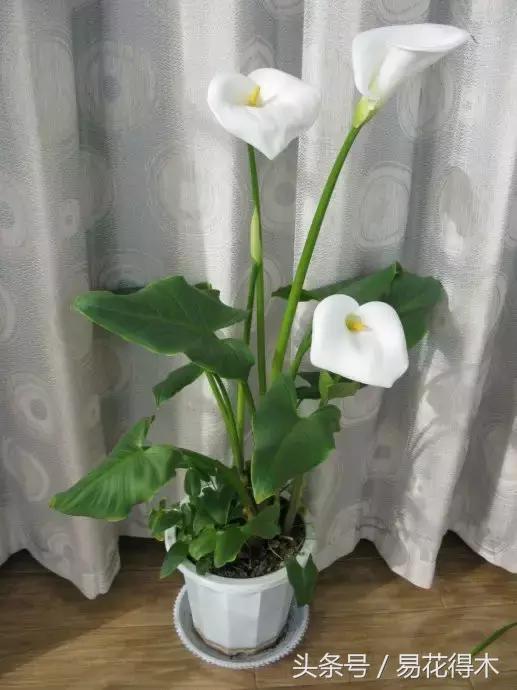 如何才能让马蹄莲复花,马蹄莲什么时候休眠什么时候开花