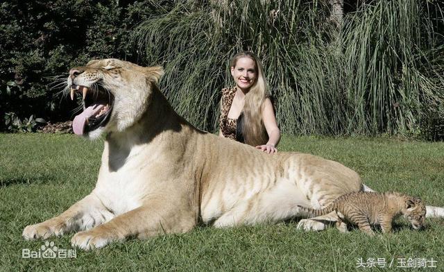 世界上最无畏惧的动物人称平头哥,世界十大凶猛动物平头哥