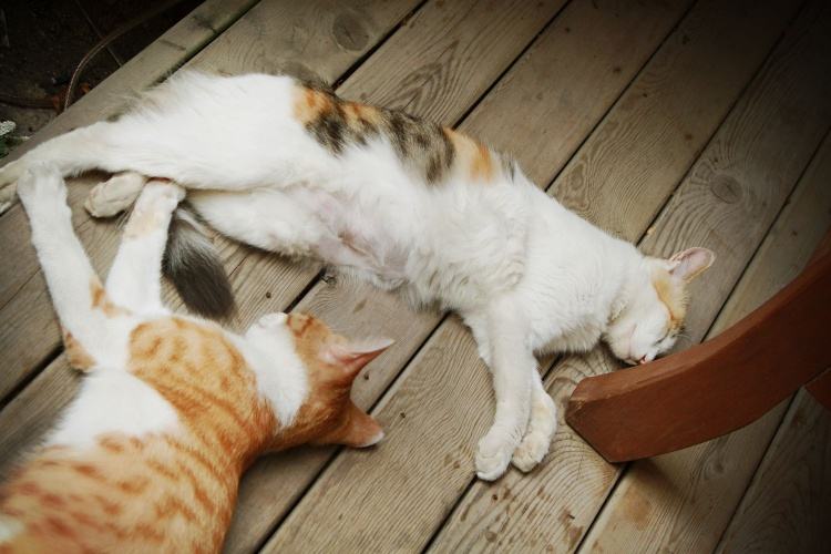 猫咪哪有那么多坏心思,猫咪的那些可爱行为