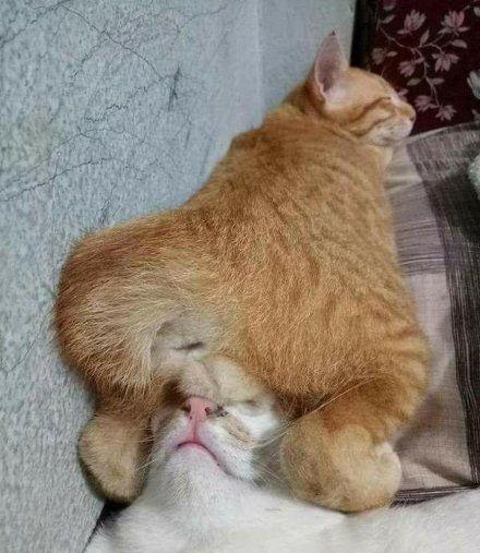 猫咪哪有那么多坏心思,猫咪的那些可爱行为