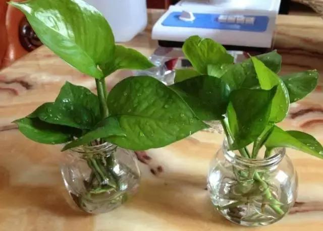 姘村煿鐜夋爲妞嶇墿,鐩嗘牻鐨勯搧鏍戝彲浠ユ按鍩瑰悧