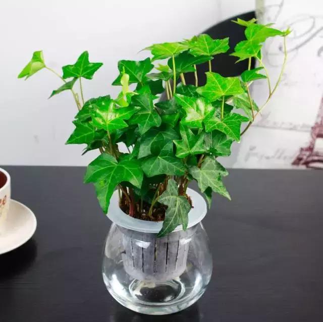 姘村煿鐜夋爲妞嶇墿,鐩嗘牻鐨勯搧鏍戝彲浠ユ按鍩瑰悧