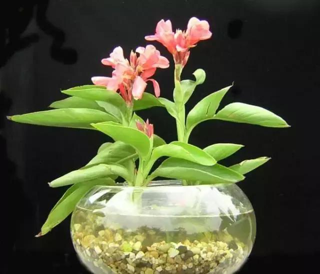 姘村煿鐜夋爲妞嶇墿,鐩嗘牻鐨勯搧鏍戝彲浠ユ按鍩瑰悧