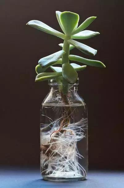 姘村煿鐜夋爲妞嶇墿,鐩嗘牻鐨勯搧鏍戝彲浠ユ按鍩瑰悧