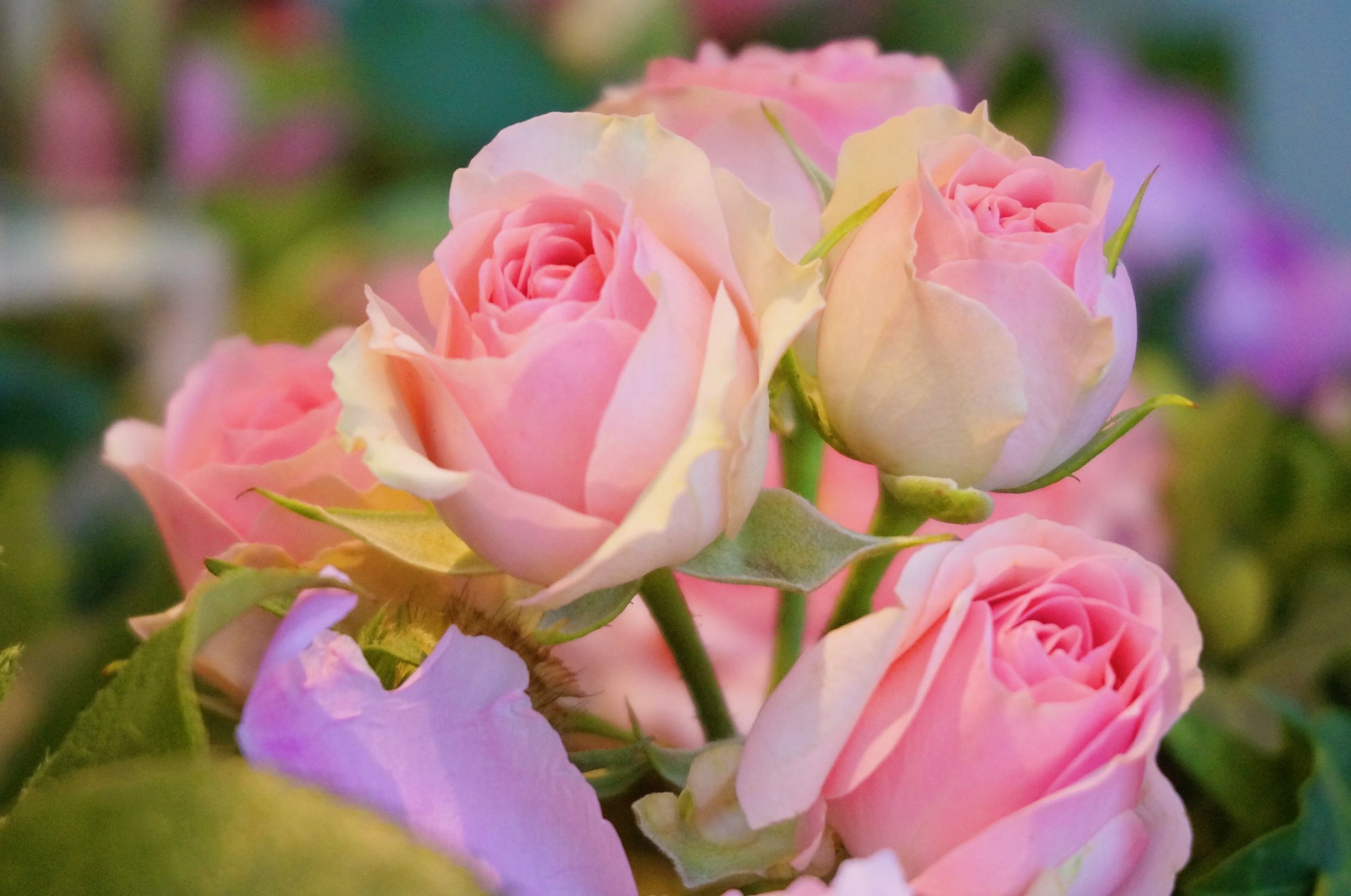 chantecaille香缇卡小样,chantecaille香缇卡香氛系列