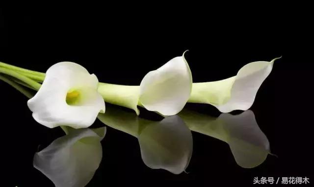 如何才能让马蹄莲复花,马蹄莲什么时候休眠什么时候开花