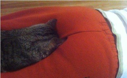 猫咪哪有那么多坏心思,猫咪的那些可爱行为