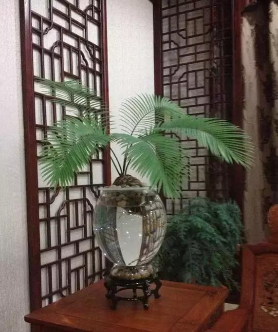 姘村煿鐜夋爲妞嶇墿,鐩嗘牻鐨勯搧鏍戝彲浠ユ按鍩瑰悧