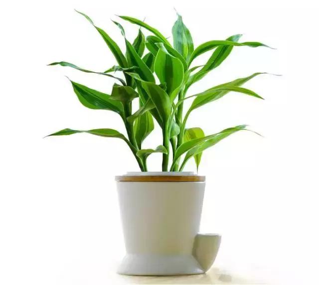 姘村煿鐜夋爲妞嶇墿,鐩嗘牻鐨勯搧鏍戝彲浠ユ按鍩瑰悧