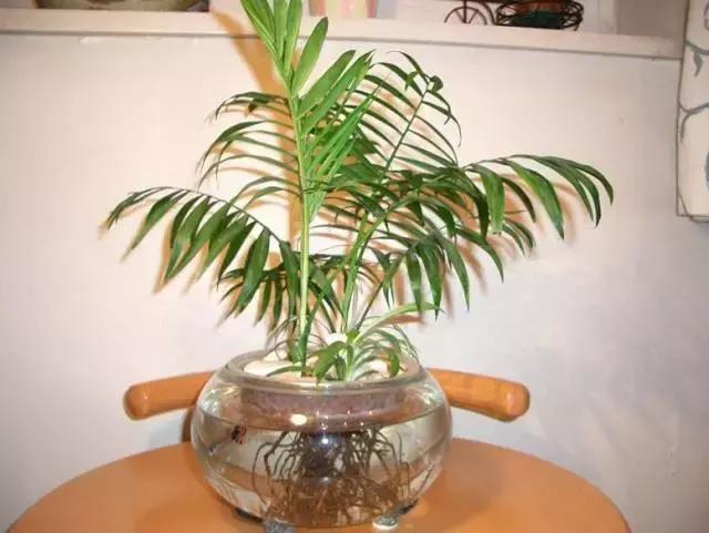 姘村煿鐜夋爲妞嶇墿,鐩嗘牻鐨勯搧鏍戝彲浠ユ按鍩瑰悧