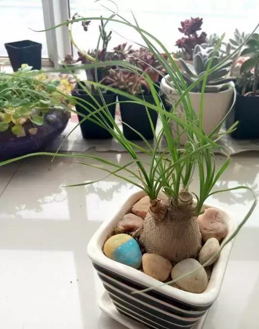 姘村煿鐜夋爲妞嶇墿,鐩嗘牻鐨勯搧鏍戝彲浠ユ按鍩瑰悧