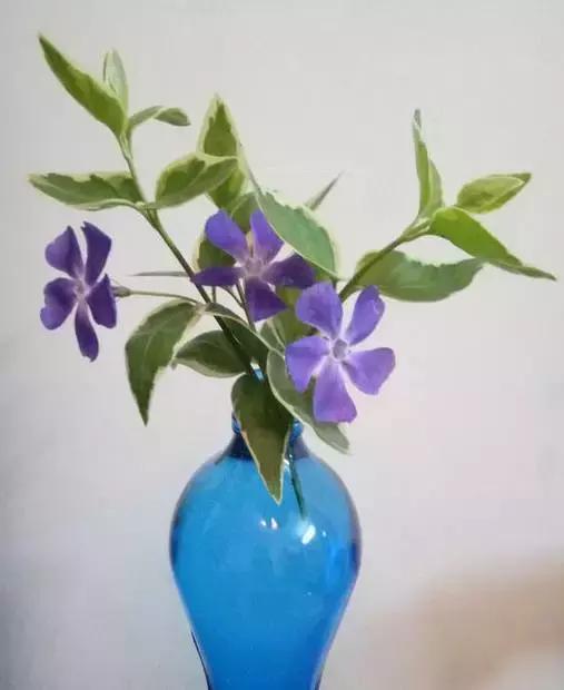 姘村煿鐜夋爲妞嶇墿,鐩嗘牻鐨勯搧鏍戝彲浠ユ按鍩瑰悧