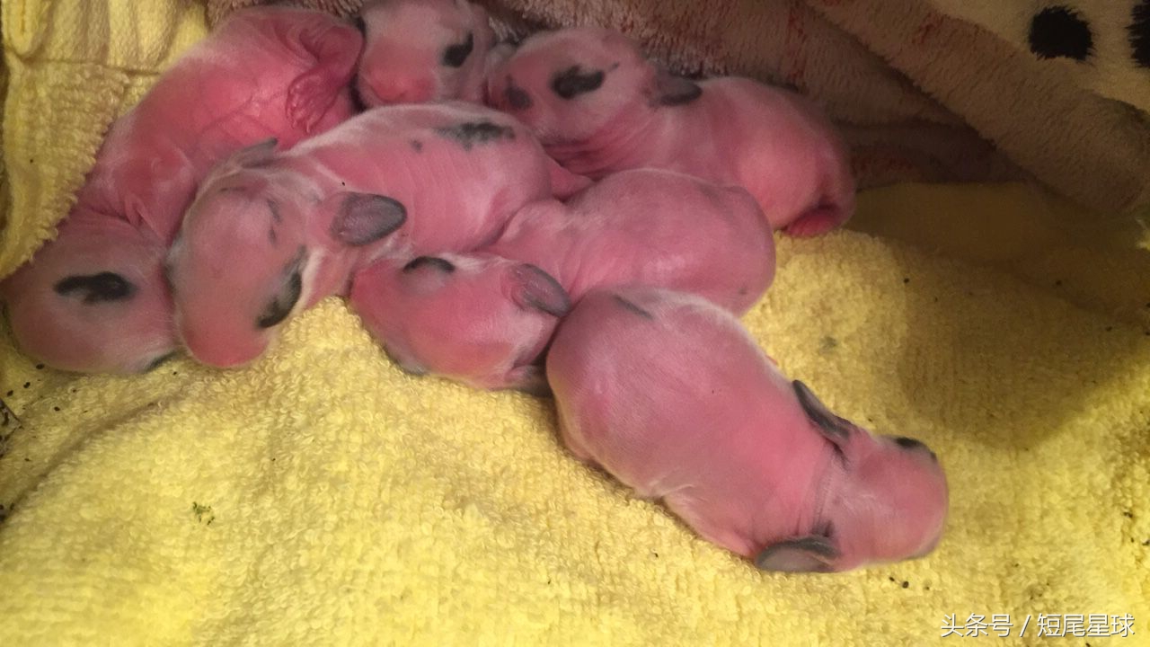 兔宝宝刚出生怎么喂,刚出生的兔宝宝要和妈妈分开吗