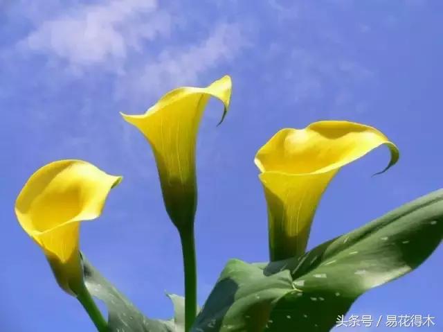 如何才能让马蹄莲复花,马蹄莲什么时候休眠什么时候开花