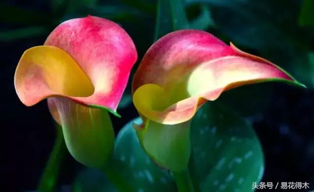 如何才能让马蹄莲复花,马蹄莲什么时候休眠什么时候开花