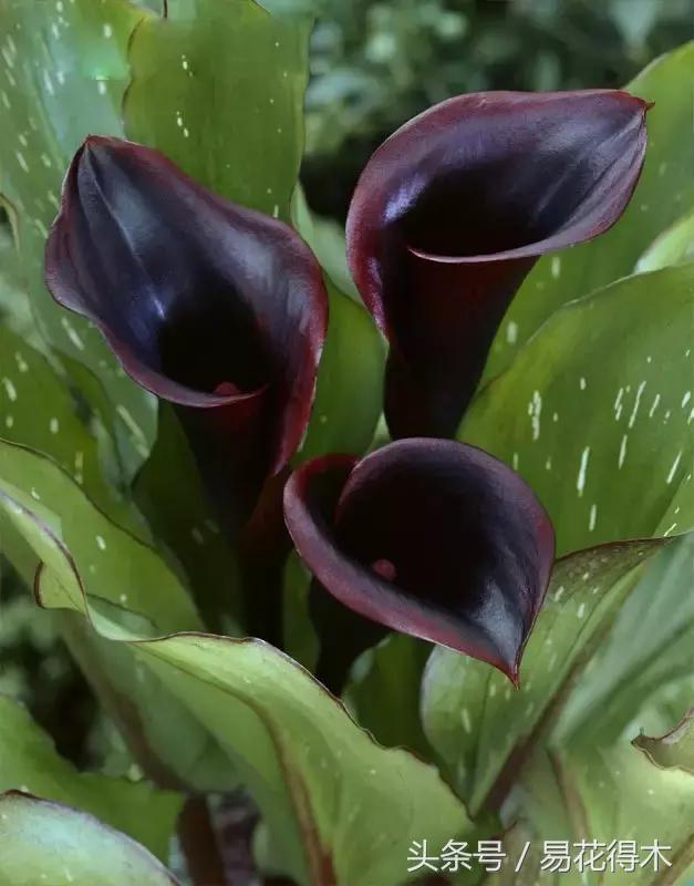 如何才能让马蹄莲复花,马蹄莲什么时候休眠什么时候开花