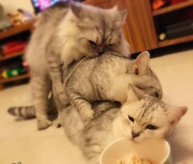 猫咪哪有那么多坏心思,猫咪的那些可爱行为