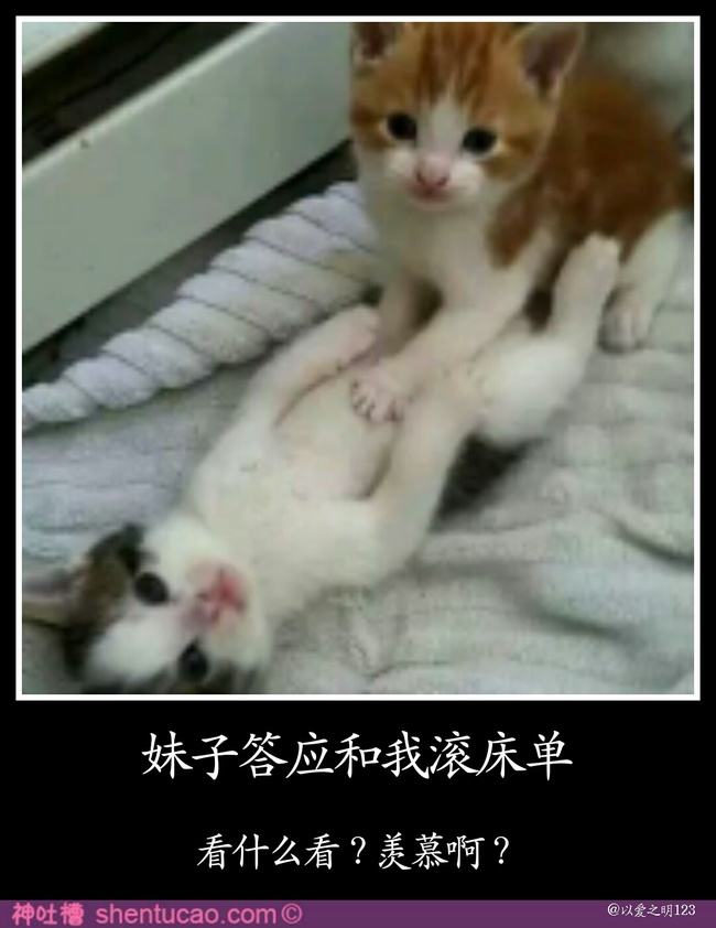 猫咪哪有那么多坏心思,猫咪的那些可爱行为