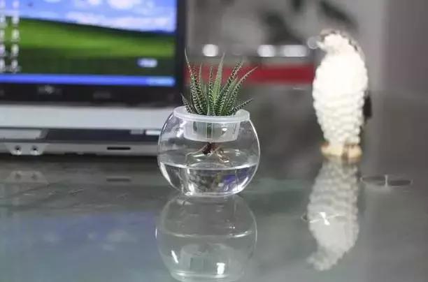 姘村煿鐜夋爲妞嶇墿,鐩嗘牻鐨勯搧鏍戝彲浠ユ按鍩瑰悧