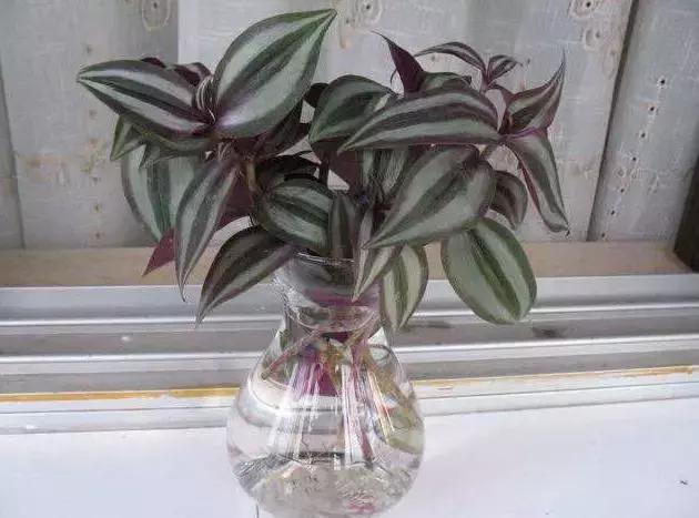 姘村煿鐜夋爲妞嶇墿,鐩嗘牻鐨勯搧鏍戝彲浠ユ按鍩瑰悧