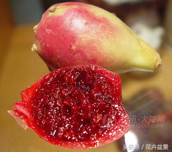 嘴馋了，摘盆花儿来尝尝，第一盆花卉佳肴就闻所未闻