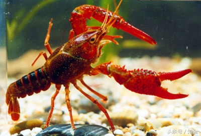 小龙虾养殖技术方法及注意事项,湖北养殖小龙虾有利的自然条件