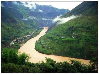 魔芋最好品种,市场价值最高的魔芋品种