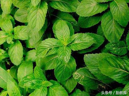 什么驱蚊效果好对孕妇没影响的,孕妇怎么驱蚊最有效又安全