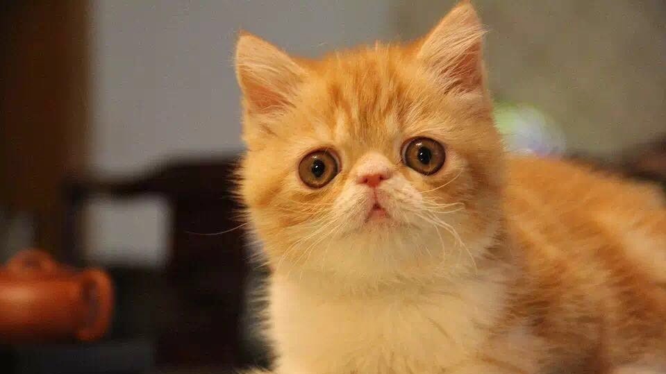 公猫咪绝育前后注意事项,搞清猫咪绝育的9个常见问题