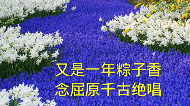 端午节祝福语用心,端午节里寄心愿