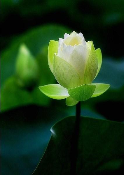 端午节祝福语用心,端午节里寄心愿