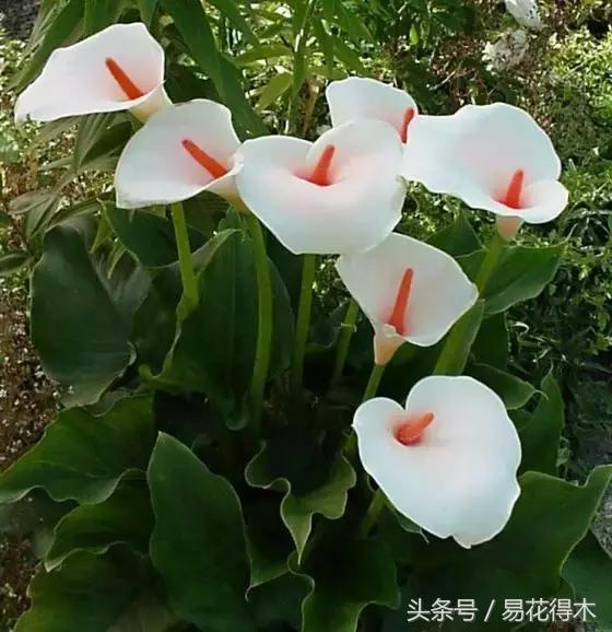 如何才能让马蹄莲复花,马蹄莲什么时候休眠什么时候开花