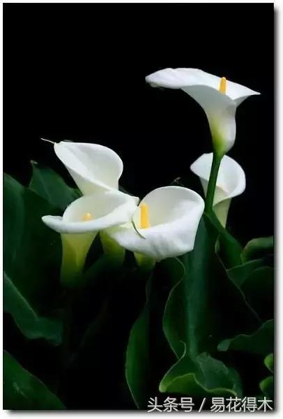 如何才能让马蹄莲复花,马蹄莲什么时候休眠什么时候开花