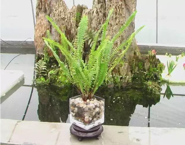 姘村煿鐜夋爲妞嶇墿,鐩嗘牻鐨勯搧鏍戝彲浠ユ按鍩瑰悧