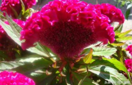 嘴馋了，摘盆花儿来尝尝，第一盆花卉佳肴就闻所未闻