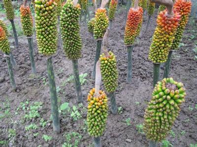 魔芋最佳生长气候,挖的魔芋自然环境下多长时间变干