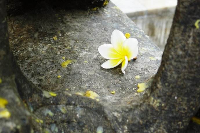 我如果爱你，绝不学攀枝的凌霄花，借你的高枝炫耀自己