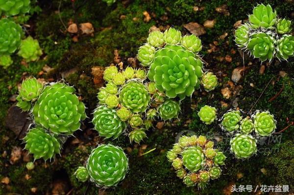 嘴馋了，摘盆花儿来尝尝，第一盆花卉佳肴就闻所未闻