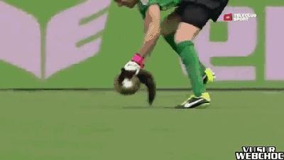 闯入足球场的动物,闯入者外国版叫什么